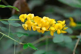 Image result for Crotalaria quarrei
