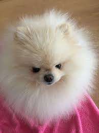 Pin By Marina On Dogs In 2020 Teacup Puppies Dog Wallpaper Dog Cat