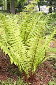 Image result for Dryopteris ruwenzoriensis