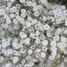26 Filler Flowers And Types Of Greenery With Images Babys Breath Flowers Babys Breath Babys Breath Wedding