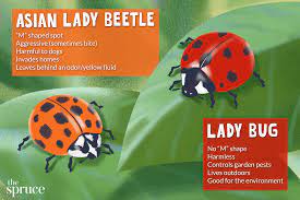 How To Get Rid Of Asian Lady Beetles