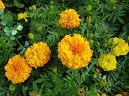 When you first plant your marigold seeds or plants, make sure they get regular water. Growing Marigolds In Pots From Seed Cuttings Layering Gardening Tips