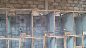 Panduan Beternak Burung Jalak Suren Untuk Pemula Di 2020 Jalak Kandang Burung Burung