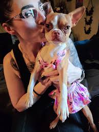 Boston terrier in bikini