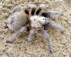 Tarantula Arthropod Museum