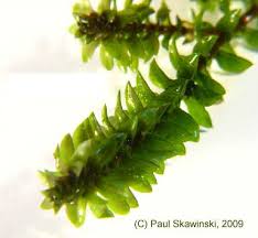 Image result for Elodea