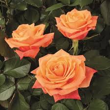 Babies and children are curious by nature. Flower Trends Forecast New Flowers