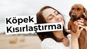 abdullah sah adli kullanicinin kopek panosundaki pin kopek yavru kopek yaya