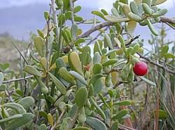 Image result for Lycium villosum