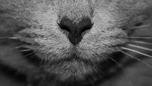 Environmental allergies, like pollen or mildew, are much more common in cats than allergies caused by food. Cat Allergies Jackson Galaxy