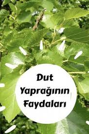 Dut Yapraginin Faydalari Leaf Health Mulberry Leaf Herbal Medicine