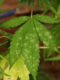 We did not find results for: Prevention And Treatment Of Powdery Mildew On Cannabis And Marijuana