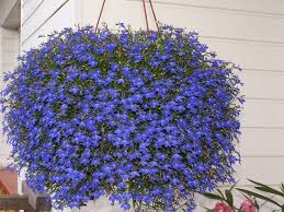 Image result for Lobelia erinus