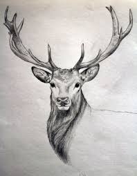 30 Easy And Practicable Tail And Fur Sketches Animal Sketches Deer Drawing Animal Drawings
