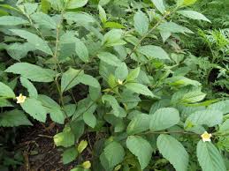 Image result for Sida rhombifolia