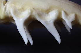 The speeds and distances in which these makos can swim are unbelievable. Mako Shark Facts Critterfacts