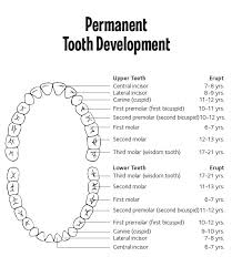 When Do Kids Start Losing Teeth Bountiful Dental