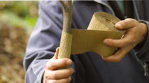 Check spelling or type a new query. Protect Tree Bark And Evergreens In Winter