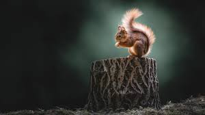 Checkout high quality animal wallpapers for android, pc & mac, laptop, smartphones, desktop and tablets with different animal wallpapers, hd backgrounds. Animal Squirrel 4k 5k Hd Animals Wallpapers Hd Wallpapers Id 34301