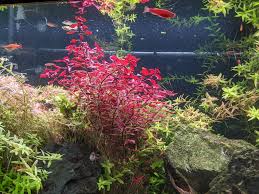 Image result for Syngonanthus welwitschii