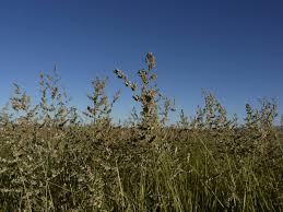 Image result for Eragrostis echinochloidea