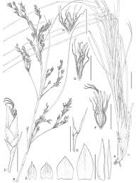 Image result for Costularia