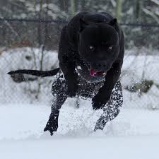 Satan Let S His Dog Out In 2020 Pitbull Dog Pitbulls Corso Dog