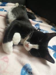 Wir sind reinrassige, kerngesunde sphynx babys und suchen ab juli ein liebevolles zuhause. Antifa Katze On Twitter Zur Feier Des Tages Einige Bilder Von Baby Loki Catcontent