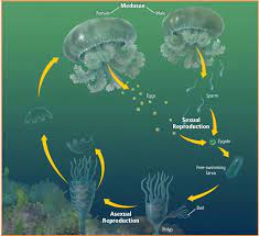 Perkembangbiakan tanaman dengan cara vegetatif buatan lainnya yang bisa dilakukan adalah dengan cara stek. Biologi Gonzaga Coelenterata