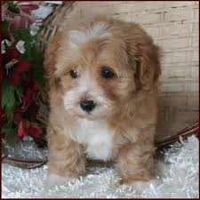 2 red and 2 black teacup maltipoo puppies. Maltese Poodle Puppies For Free Cheap Buy Online