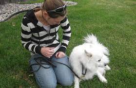 Why Do Dogs Lean On You Thatmutt Com