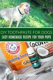 Diy Toothpaste For Dogs Recipe Dog Toothpaste Diy Toothpaste Homemade Dog Toothpaste