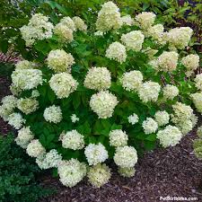 Learning how to prune your hydrangeas has never been easier i hope you find this hydrangea care tip video helpful. Little Lime Hydrangea Your Ultimate Guide Garden Sanity By Pet Scribbles