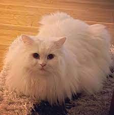 ankara kedisi resimleri angora cat fotograf indir resim kedi ankara