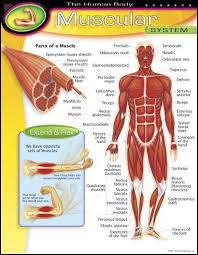 Muscles that move the upper extremities. Pin On Artes