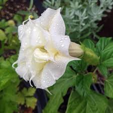 Image result for Datura