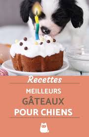Meilleures Recettes De Gateaux Pour Chiens Top 4 Gateaux Pour Chiens Gateau Chien Recettes Pour Chien