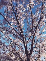 Mayor john tory announced on april 22 that areas of parks with cherry trees would be. Cherry Blossoms At Trinity Bellwoods Park Album On Imgur