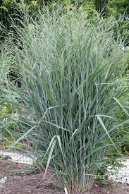 Image result for Panicum monticola