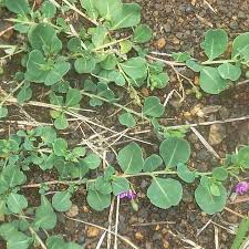 Image result for Corbichonia