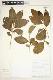 Image result for Strychnos innocua