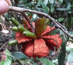 Image result for Xylopia aethiopica