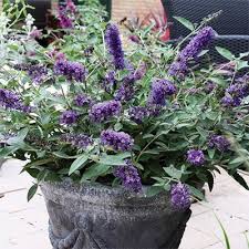 Image result for Buddleja pulchella