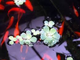 Image result for Pistia