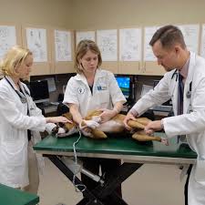 Последние твиты от american college of sports medicine (@acsmnews). Orthopedics Texas A M Veterinary Medical Teaching Hospital