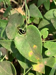 Image result for Cynanchum mossambicense