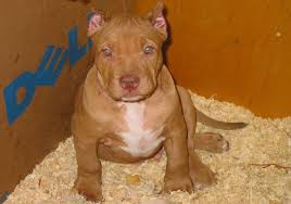 See more @aegonsfurys on instagram. Red Nose Pitbull Puppies Information Pitbull Puppies