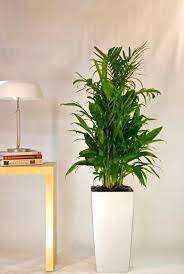 Bamboo Palm Medium Bamboo Palm Large Indoor Plants Indoor Plant Pots