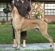 All age appropriate shots, wormings and health certif… Mcemn Great Danes