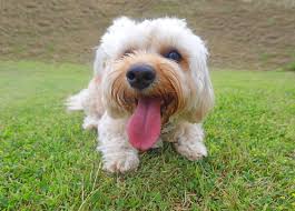It requires a lot of research; Best Tiny Dog Breeds Most Popular Small Dog Breeds